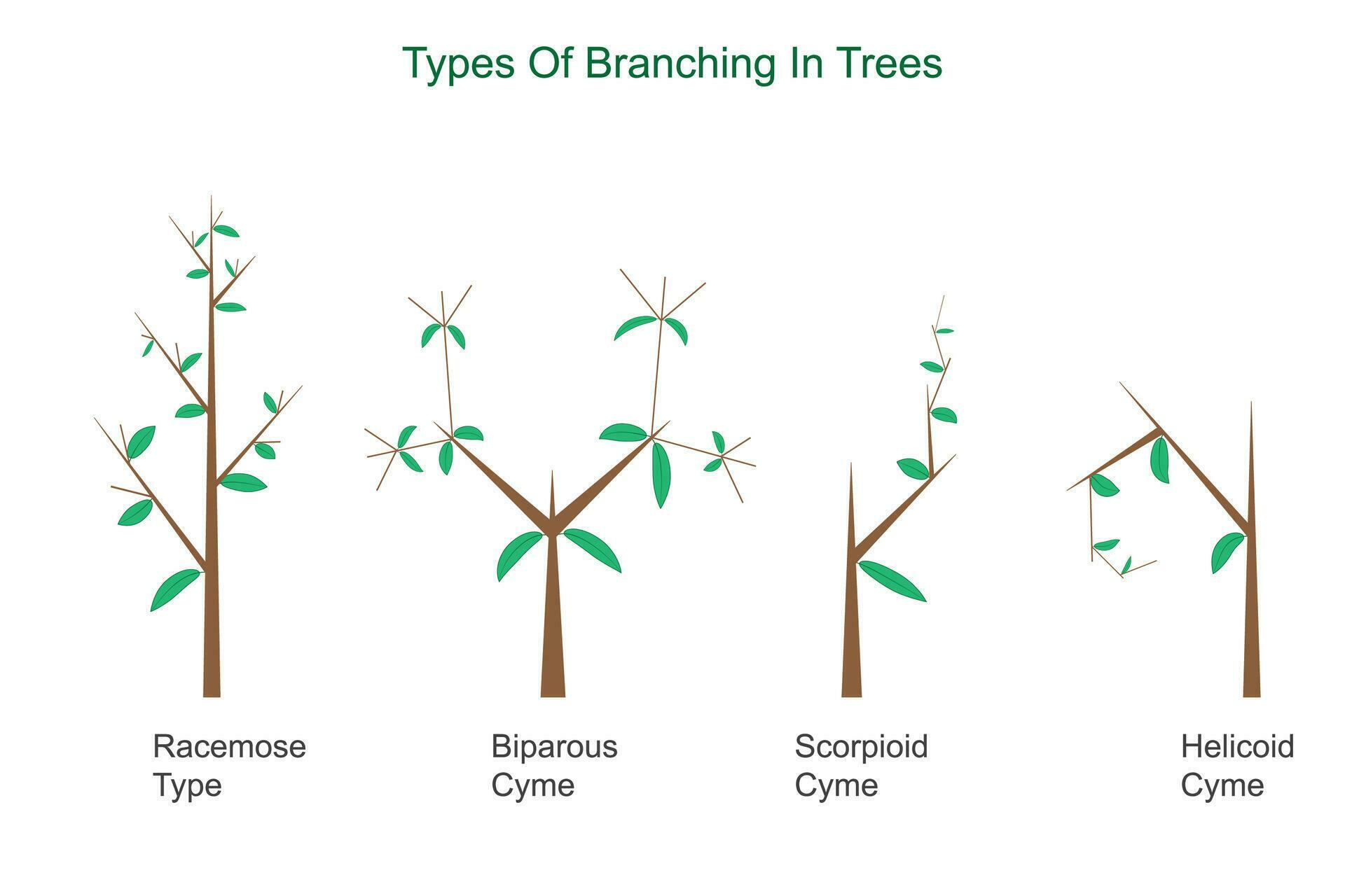 Types of branching 27798681 Vector Art at Vecteezy
