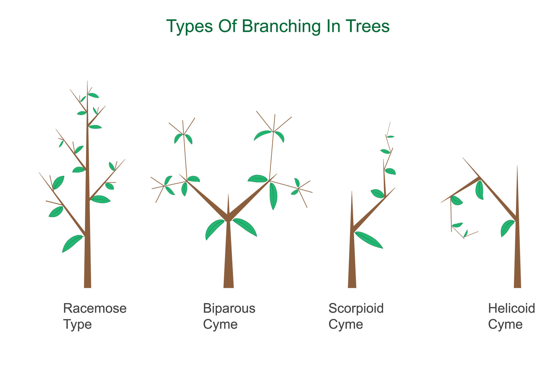 Types of branching 27798681 vector art at vecteezy