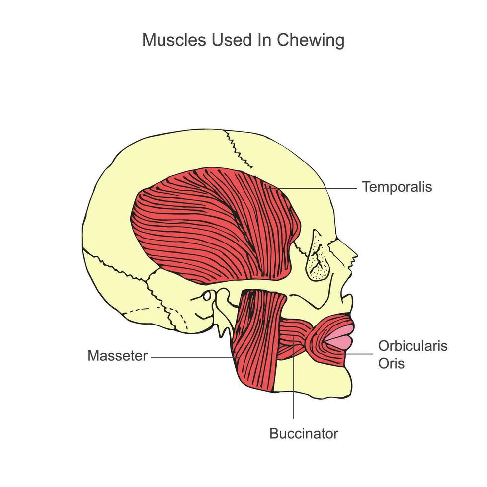 Muscles used in chewing 27798682 Vector Art at Vecteezy