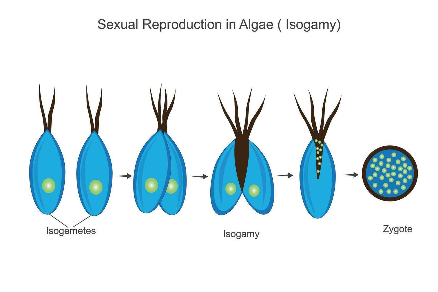 sexual reproducción en algas, isogamia proceso, isogameto, cigoto, botánica ilustración vector