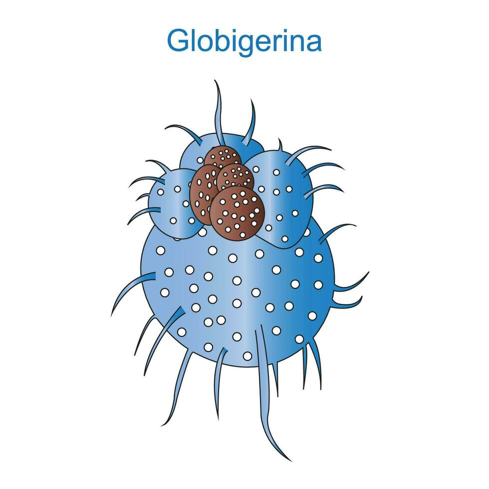 Globigerina is a genus of planktonic Foraminifera, inorder of Rotalida. sarcodina or Rhizopoda.Protista.Vector illustration. vector