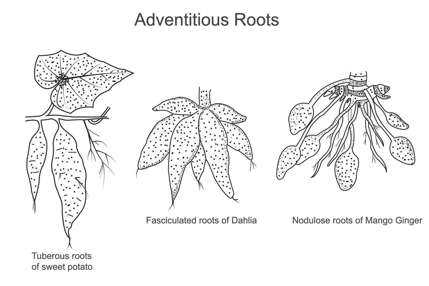 Adventitious roots, tuberous, fasciculated and nodulose roots,sweet potato, dahlia, mango ginger, storage of food, botany concept vector