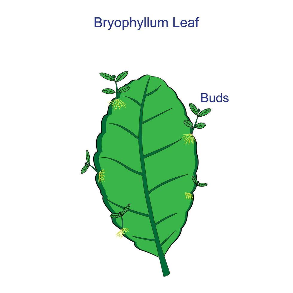 Leaf of Bryophyillum with buds. Some Plants grow from the leaf. Asexual Reproduction in Plants.Plant asexual growth. botany concept. vector