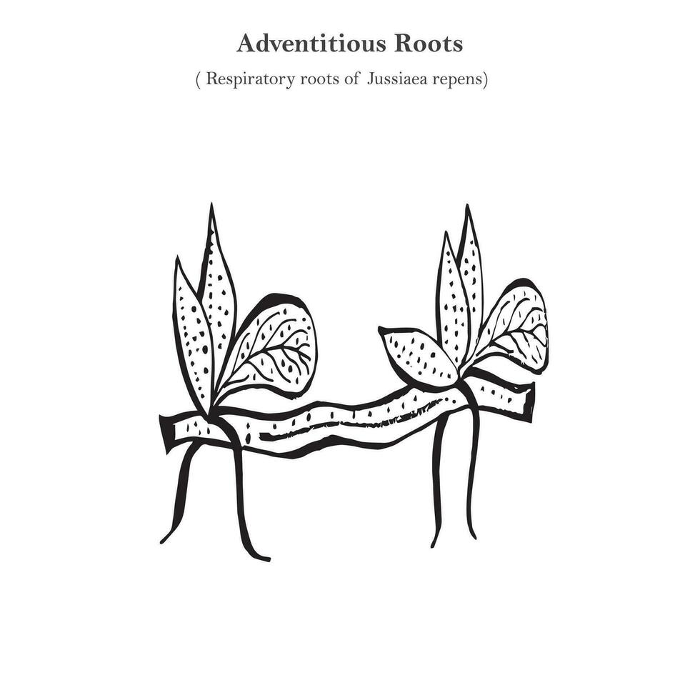 adventicio raíces, respiratorio raíces de jusiaea repensa, botánica concepto vector