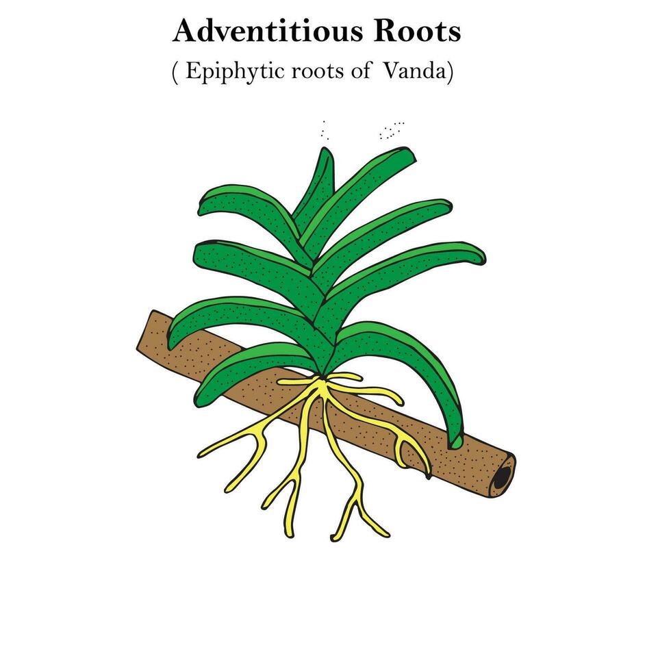 adventitious roots, epiphytic roots of Vanda, orchid, botany concept vector