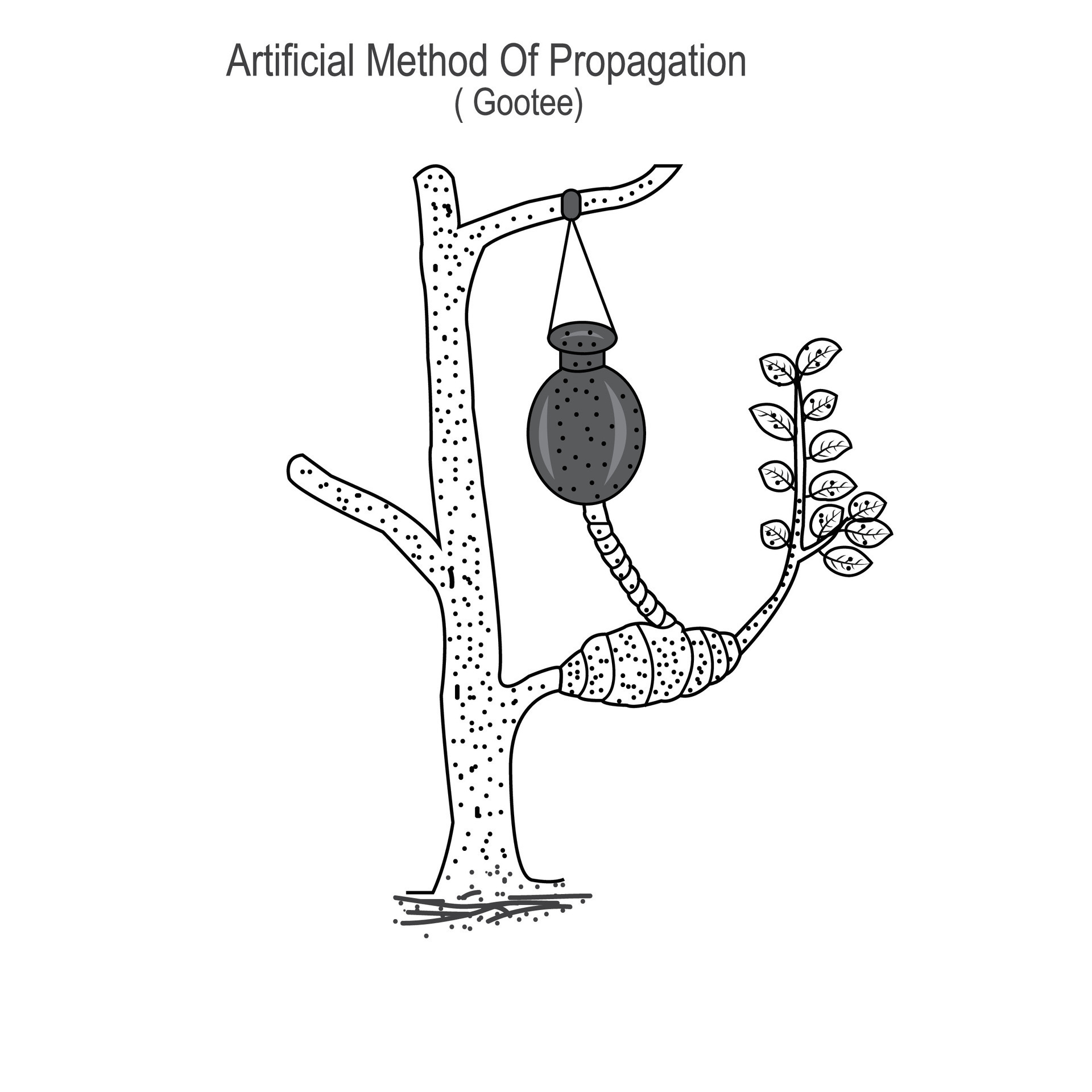 Reproduction in plants, artificial method of propagation, gootee, lemon