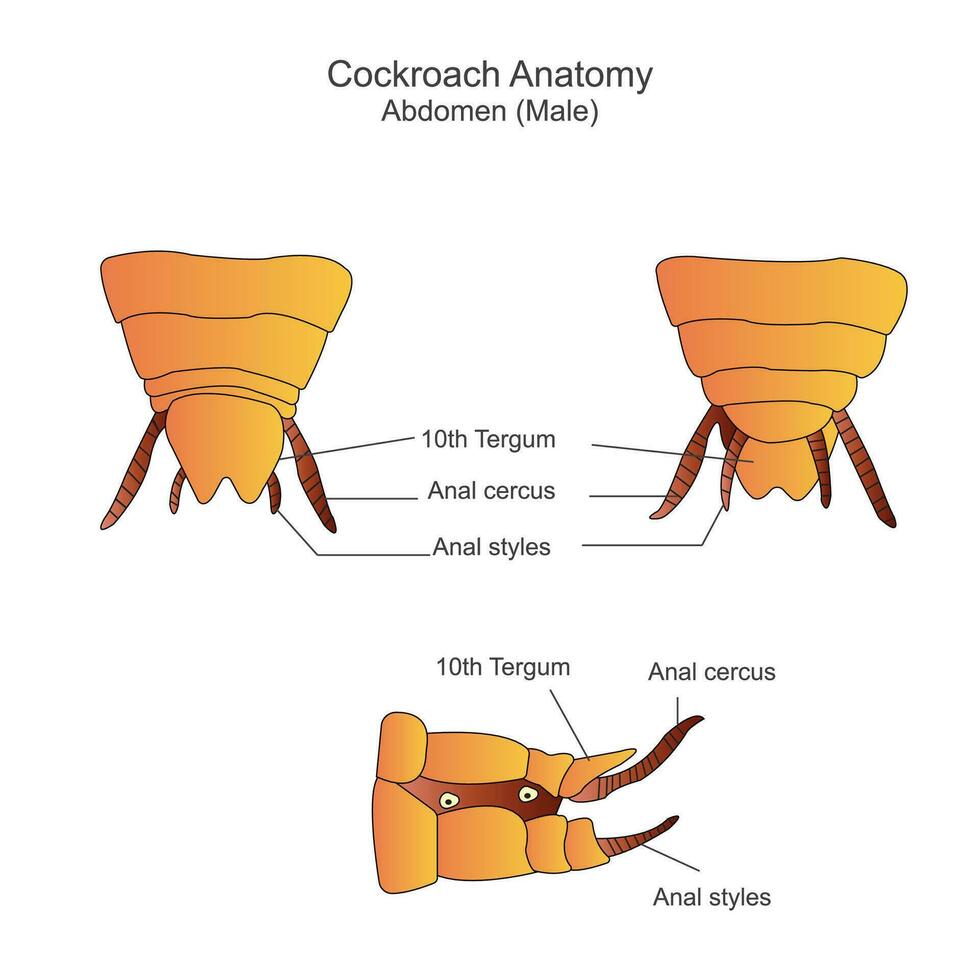 Cockroach anatomy, abdomen parts. Biological illustration. Labelled diagram of cockroach. vector