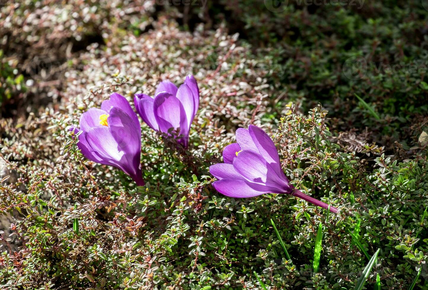 Crocus flowers on the flowerbed photo