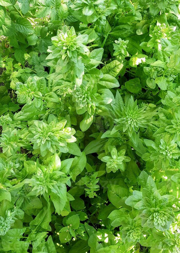 Growing fresh spinach photo