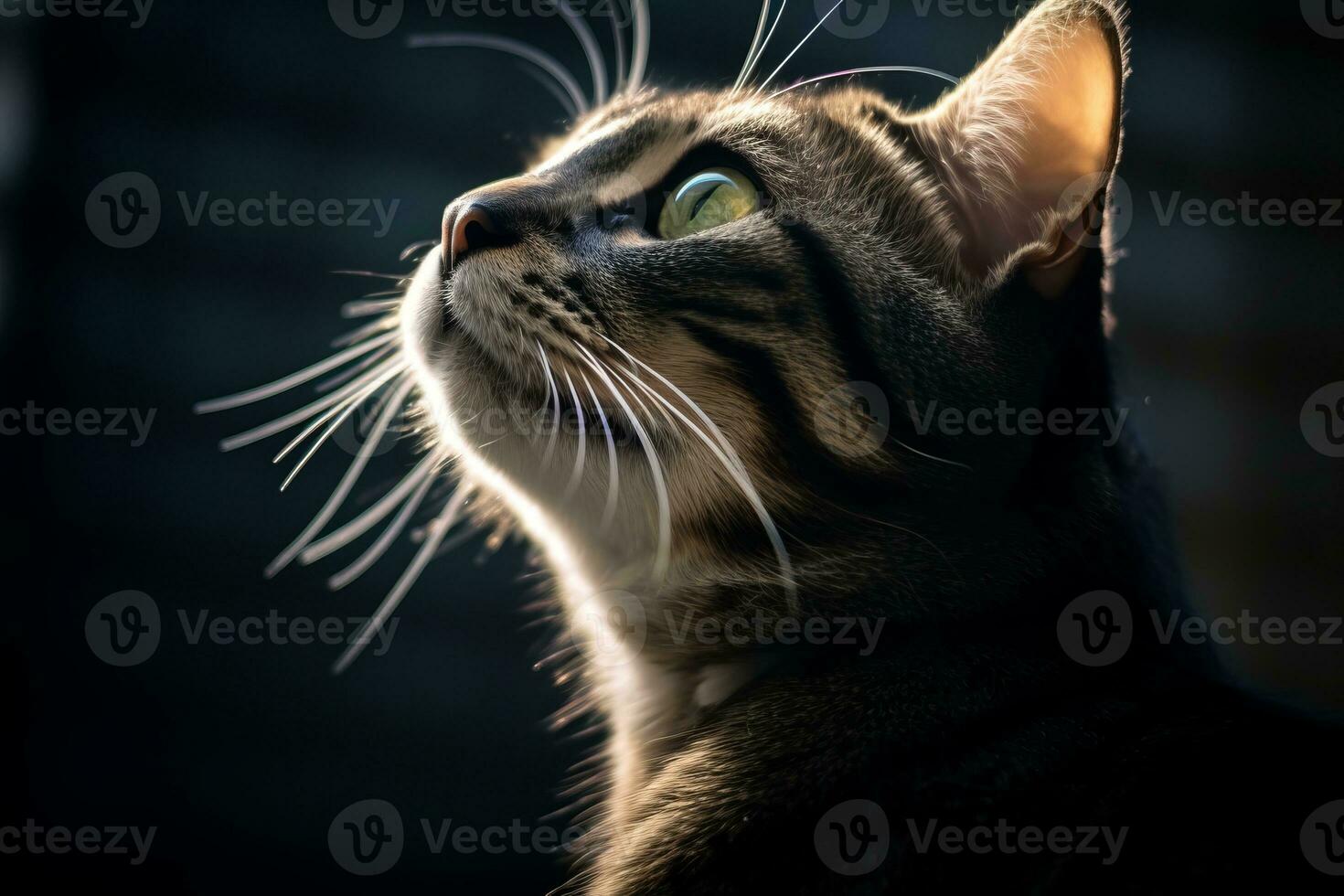 a cat looking up at the sky in the dark photo