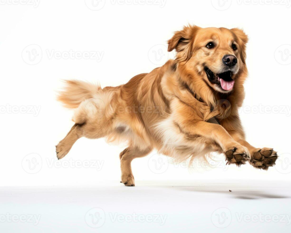 golden retriever running on white background generative AI photo