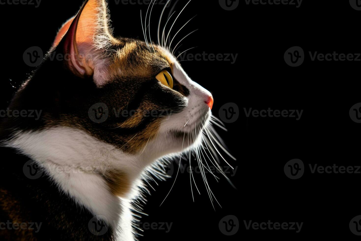 portrait of a calico cat on a black background generative AI photo