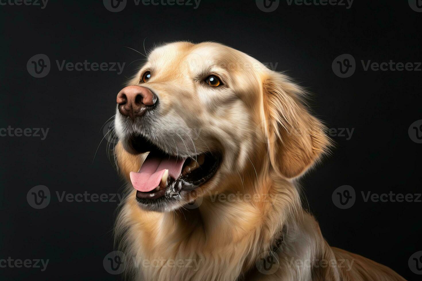 portrait of a golden retriever dog on a black background generative AI photo