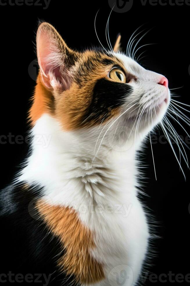 portrait of a calico cat on a black background generative AI photo