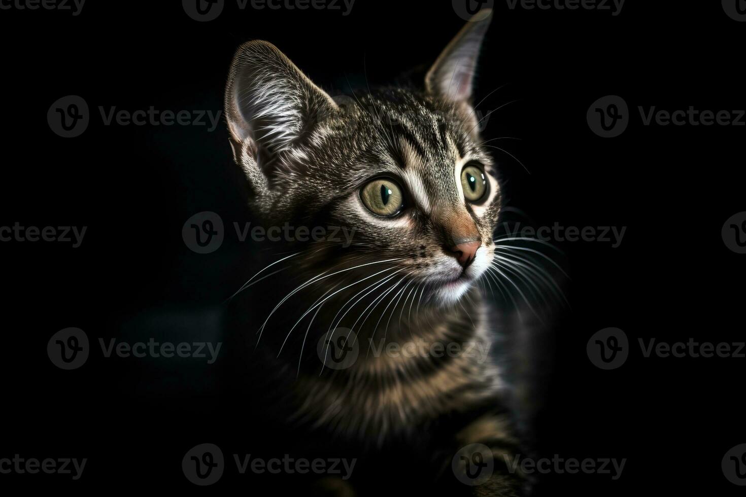 portrait of a tabby cat on a black background generative AI photo
