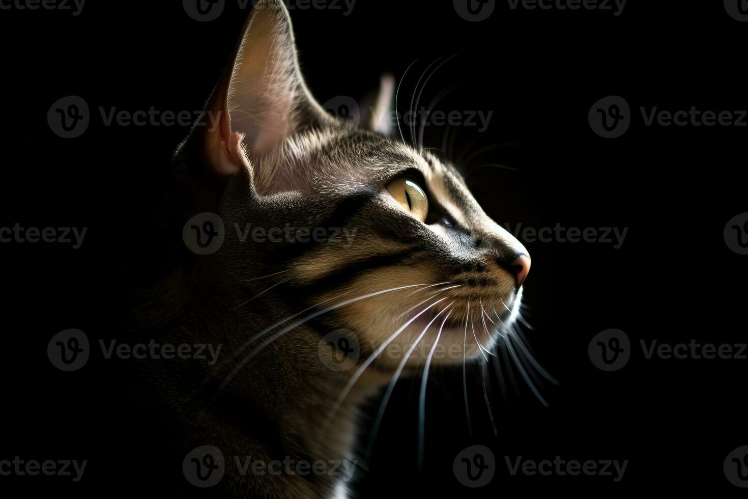 portrait of a cat on a black background generative AI photo