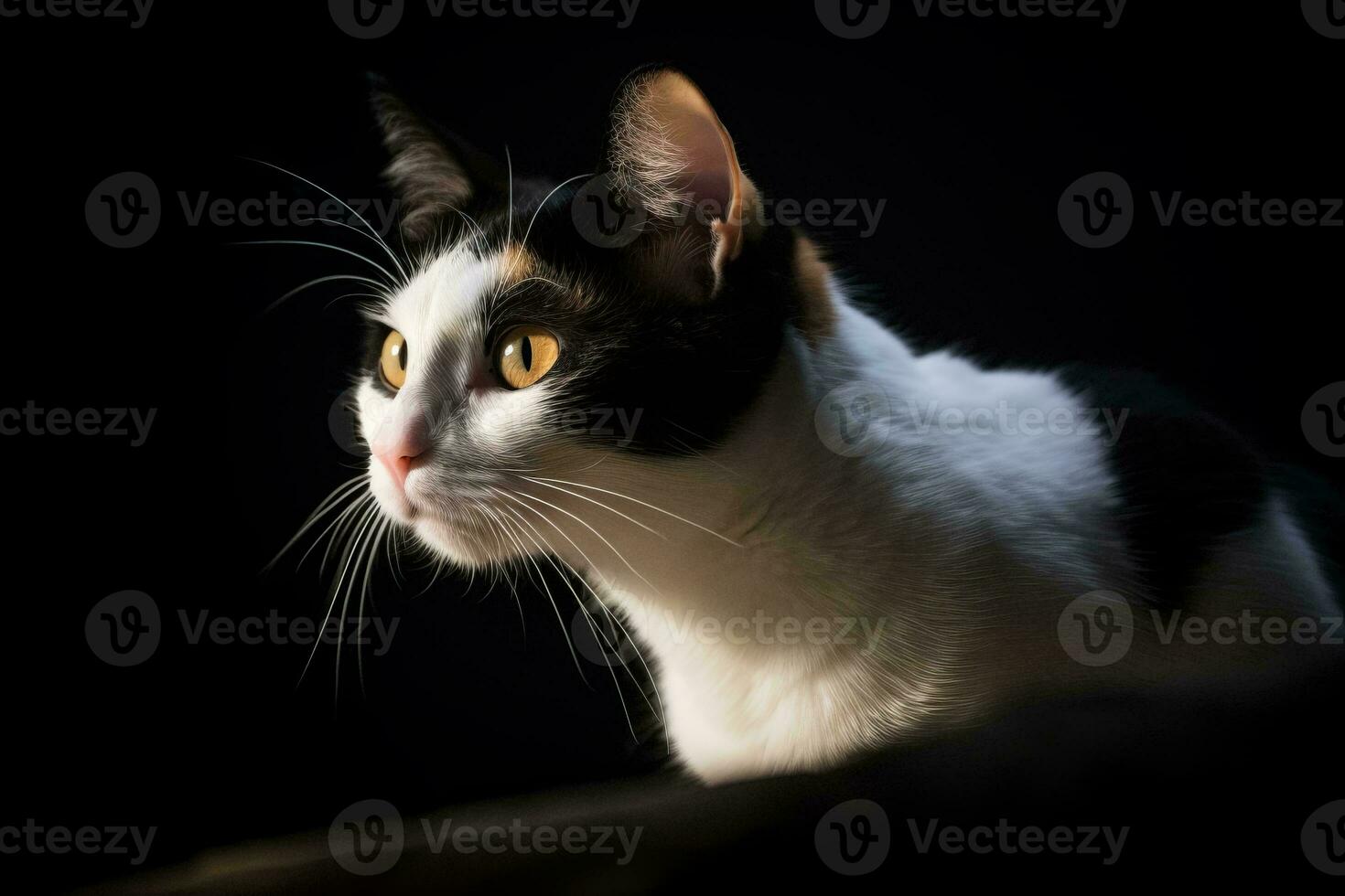 retrato de un calicó gato en un negro antecedentes generativo ai foto