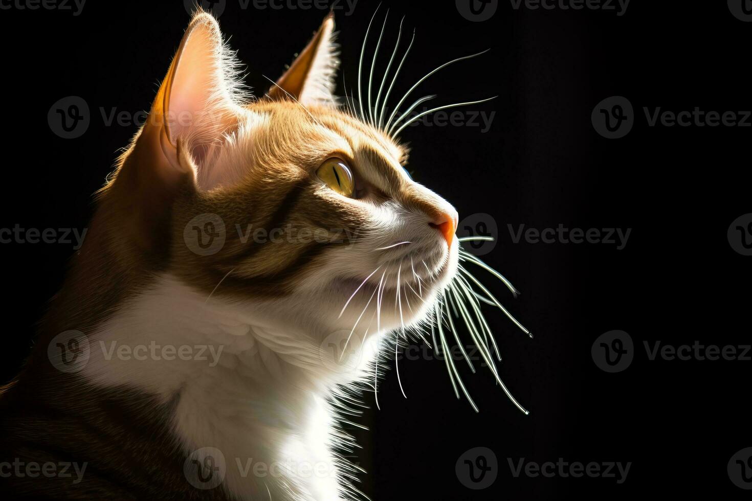portrait of a tabby cat on a black background generative AI photo