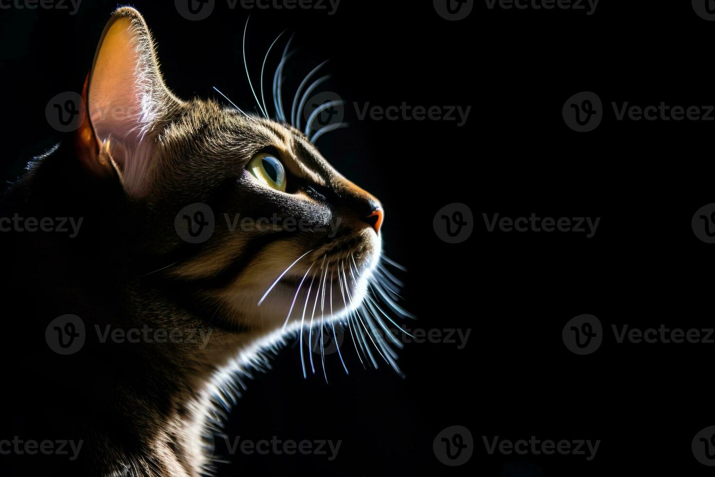 portrait of a bengal cat on a black background generative AI photo