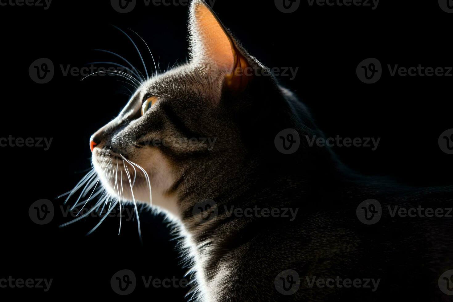 portrait of a bengal cat on a black background generative AI photo