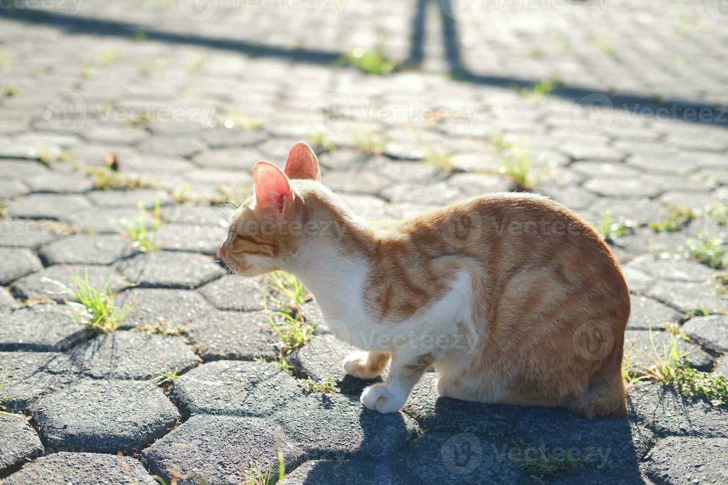 Cat on the ground in the garden at thailand, selective focus photo