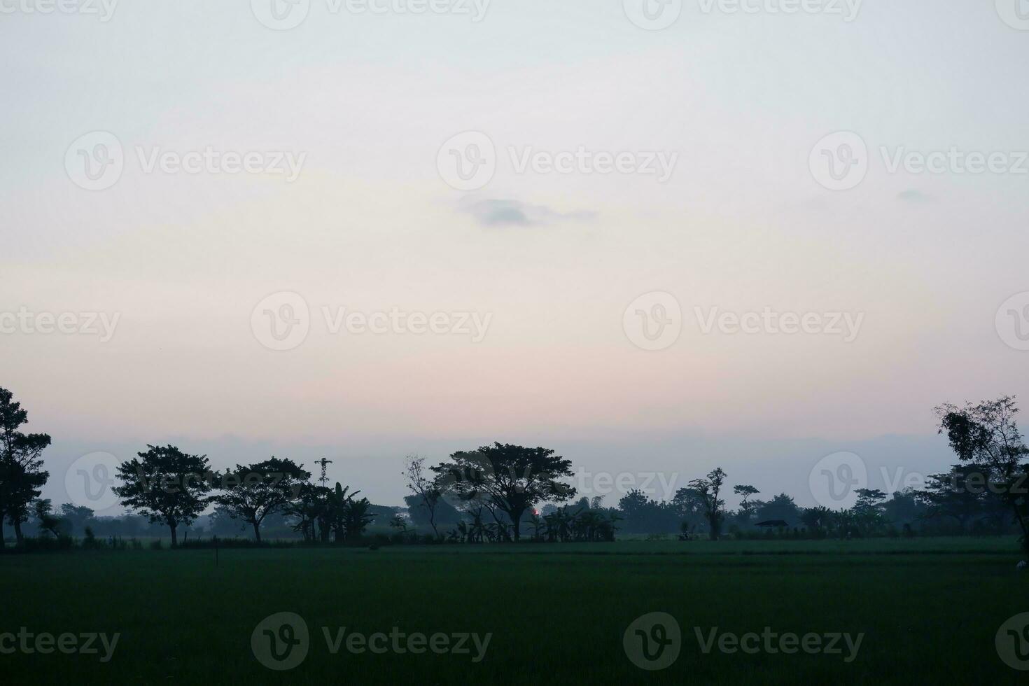 Silhouette of tree and rice field in the morning with sunset photo