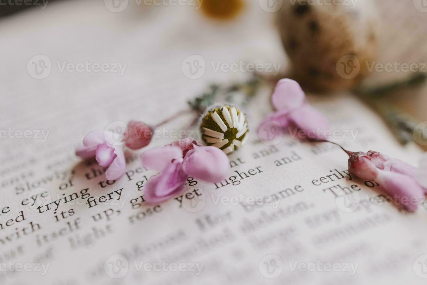 close-up  little spring flower daisy chamomile on the background of the old book photo