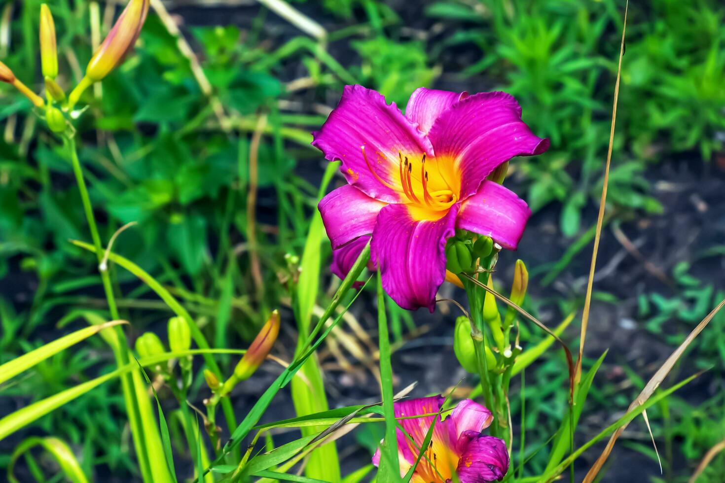 Blooming daylily flowers or Hemerocallis flower, close-up on a sunny day. Hemerocallis Black Falcon Ritual. The beauty of an ornamental flower in the garden photo