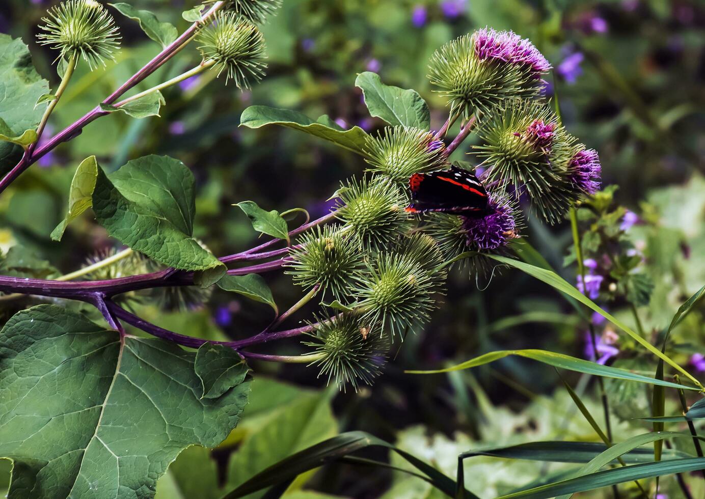 vanessa atlanta o rojo almirante mariposa reúne néctar en mayor bardana o arctium lappa l flores foto