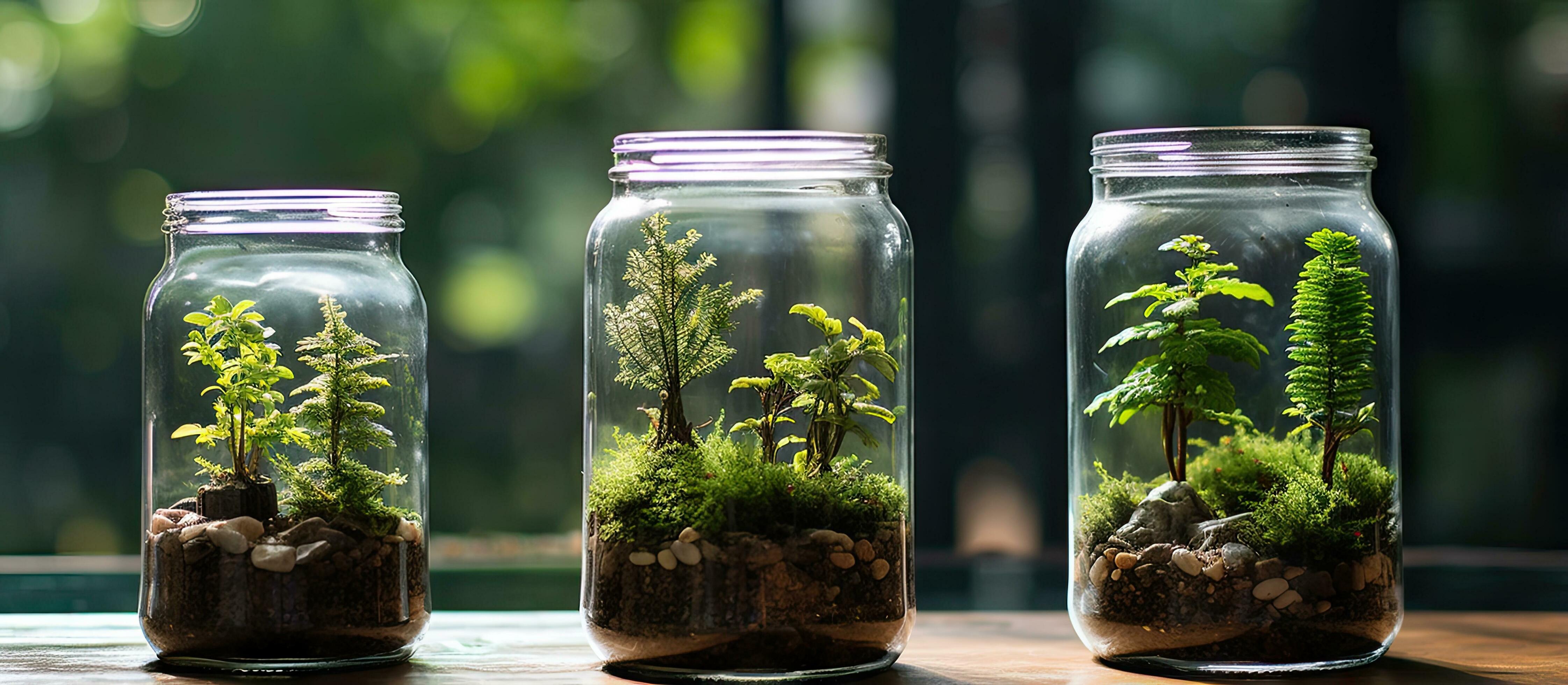 Terrarium jars with miniature forest ecosystems promoting earth