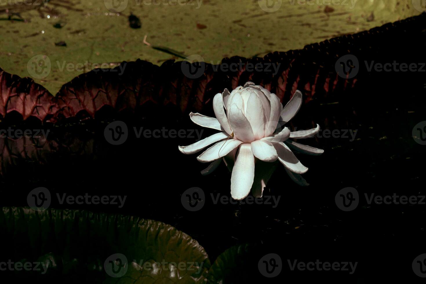A lily in a pond photo