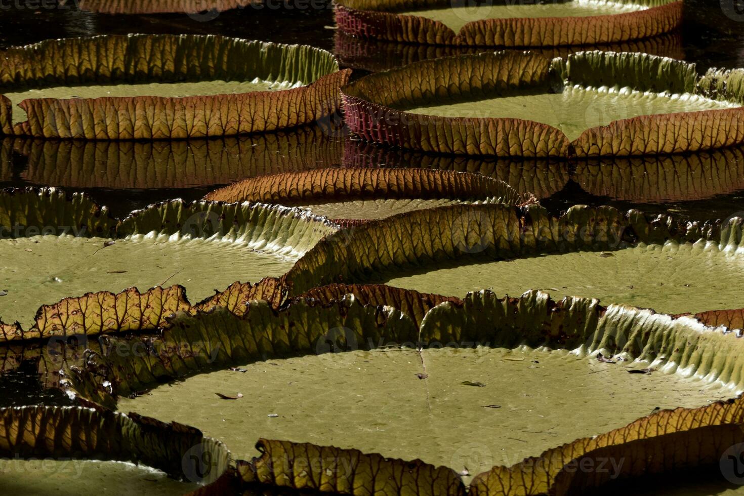 Victoria regia giant water lily pads photo