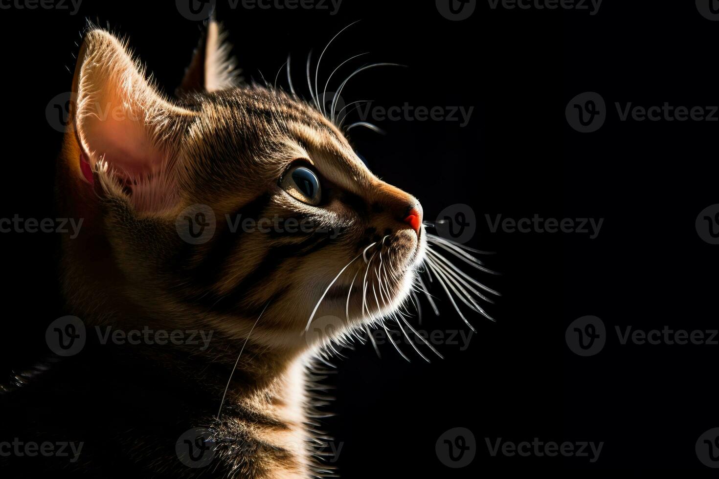 bengal kitten looking up at the sky on a black background generative AI photo