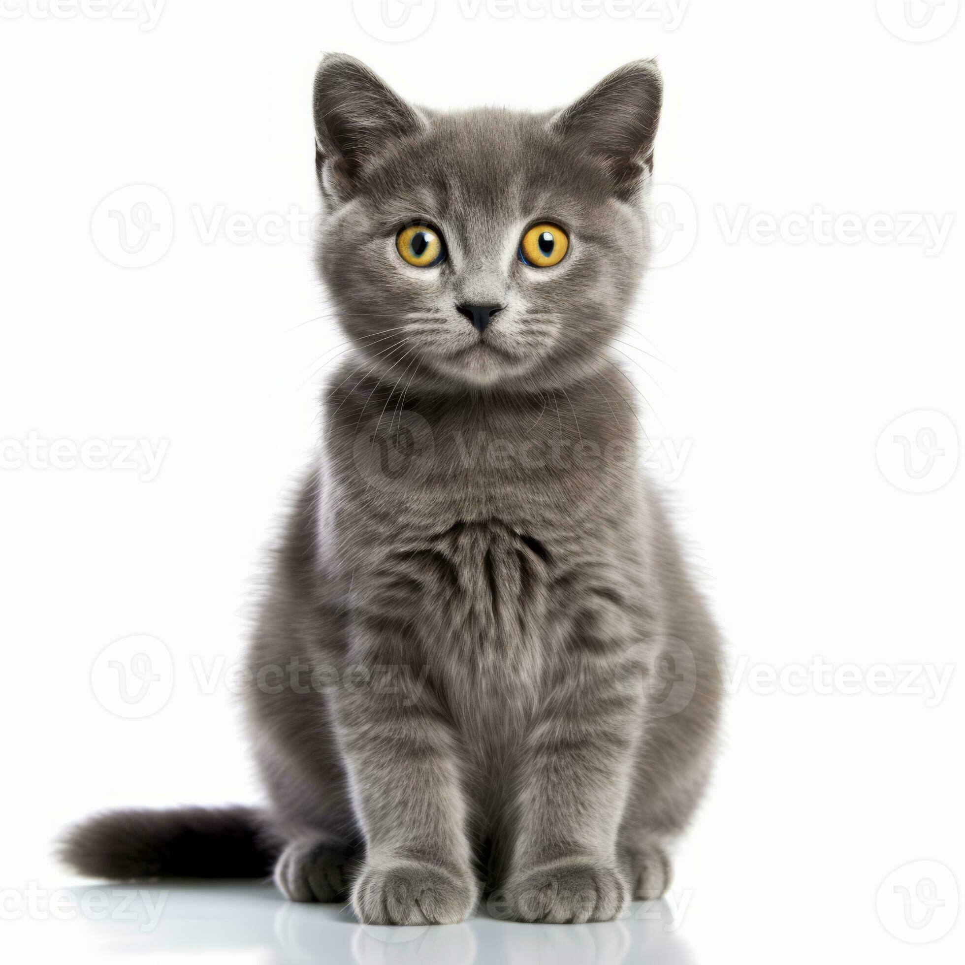 british shorthair kitten 1 year old sitting in front of white background