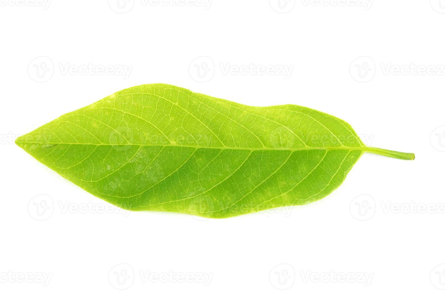 Annona leaves on a white background photo