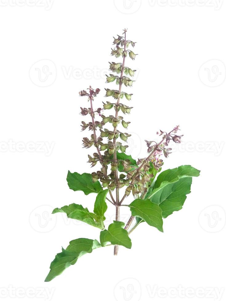 Ocimum tenuiflorum  white background photo