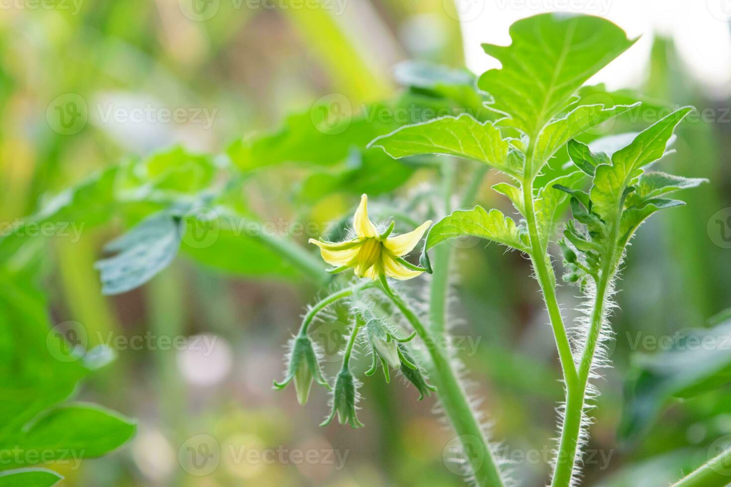 Yellow flowers of cherry tomatoes on the green background of farm tomato leaves. photo