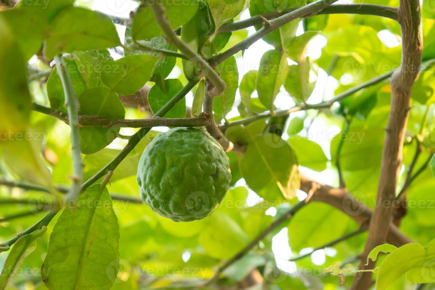 kaffir lime fruit from the tree photo