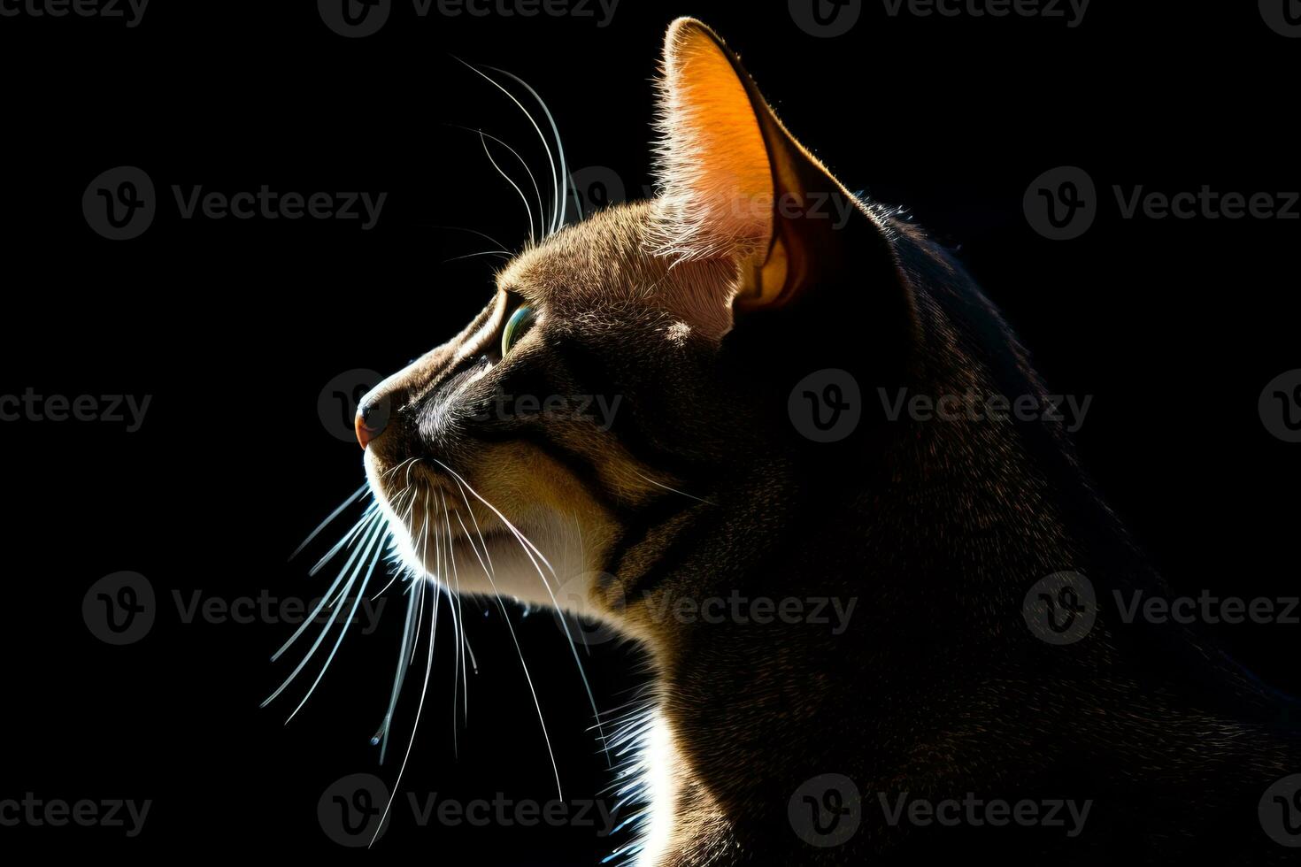 an oriental cat is silhouetted against a black background generative AI photo