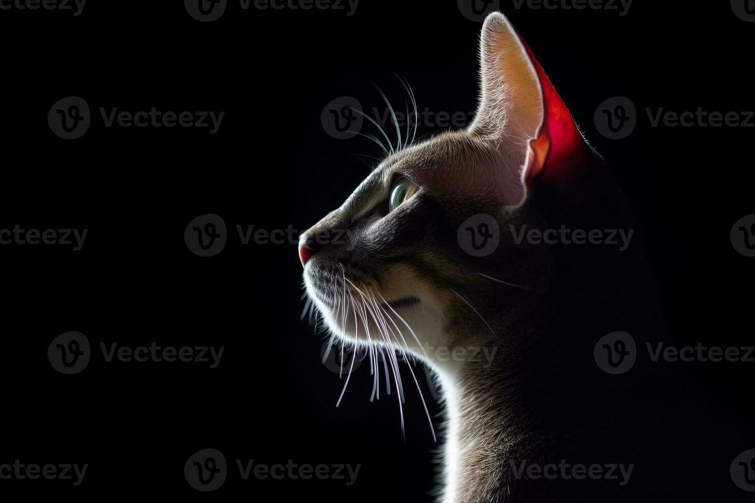 an oriental shorthair cat is silhouetted against a black background generative AI photo