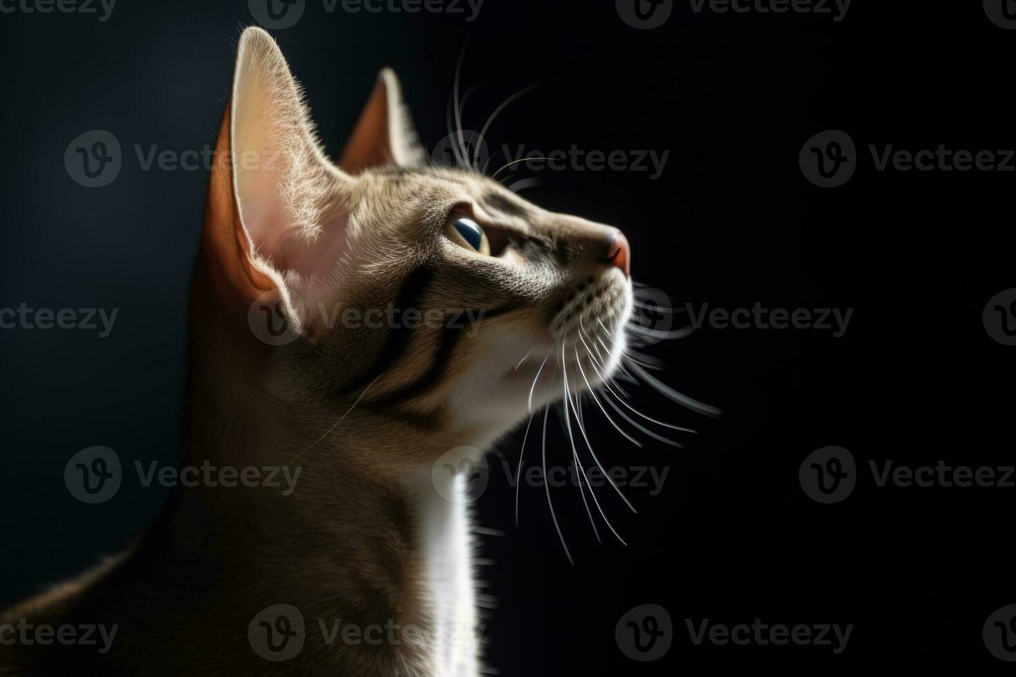 an oriental shorthair cat is looking up in the dark generative AI photo