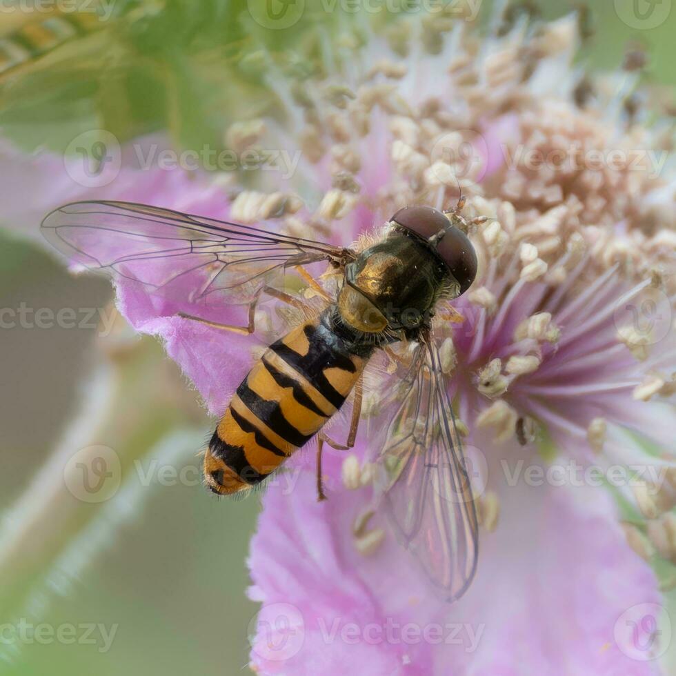 Hoverfly feeding on wildflower nectar photo