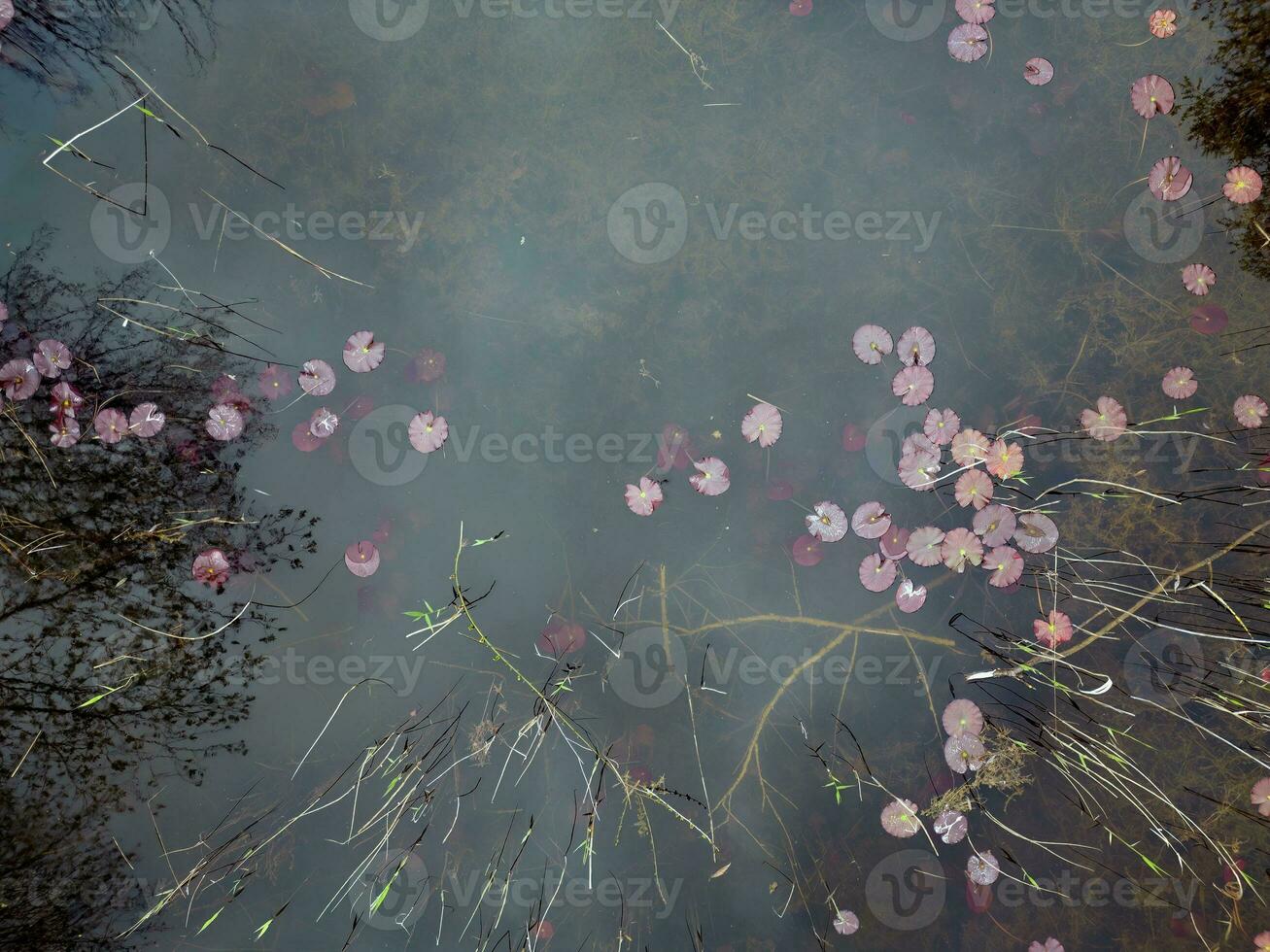 Lily pads emerging in spring photo