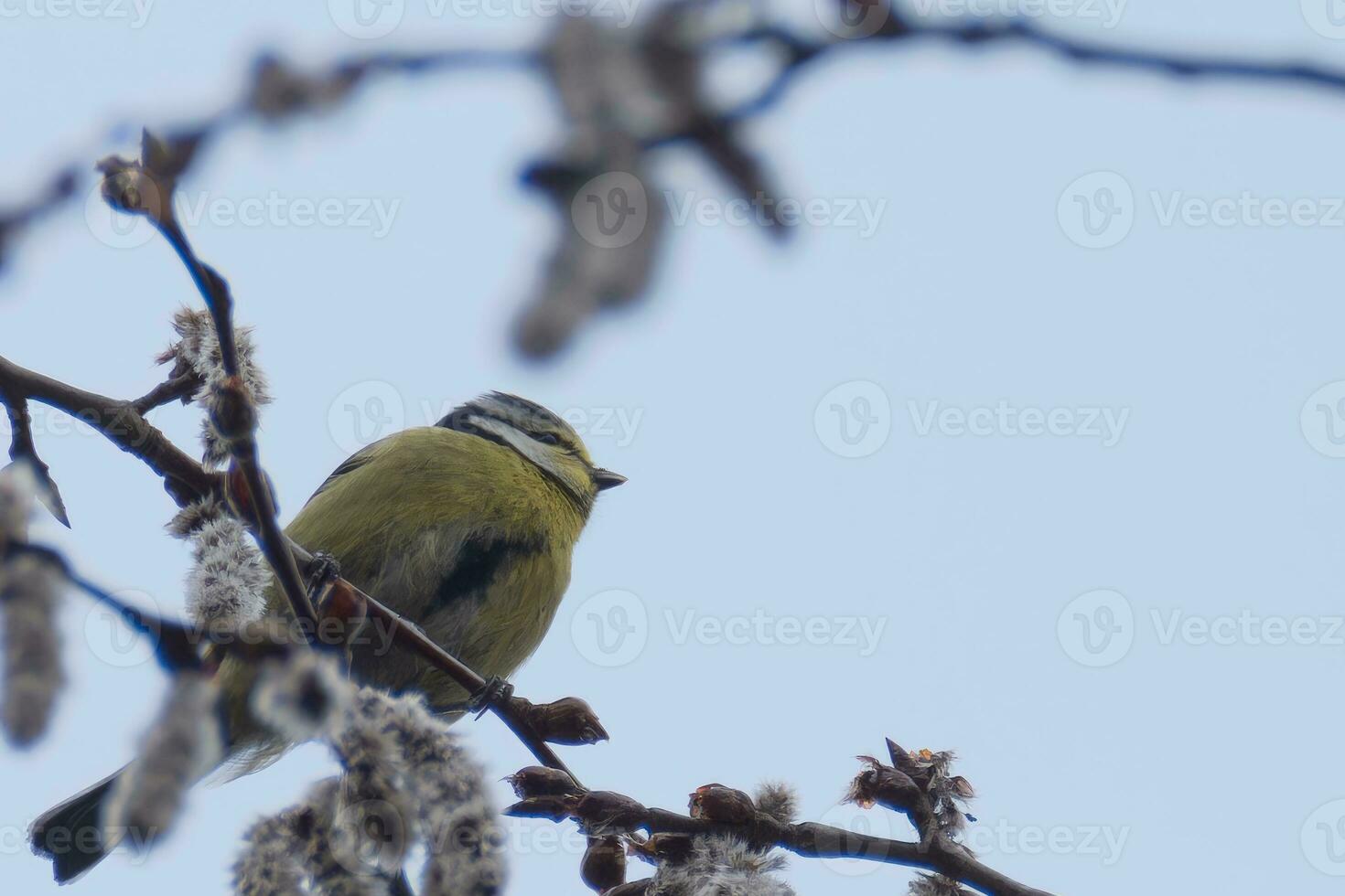 Great tit perched on branch photo