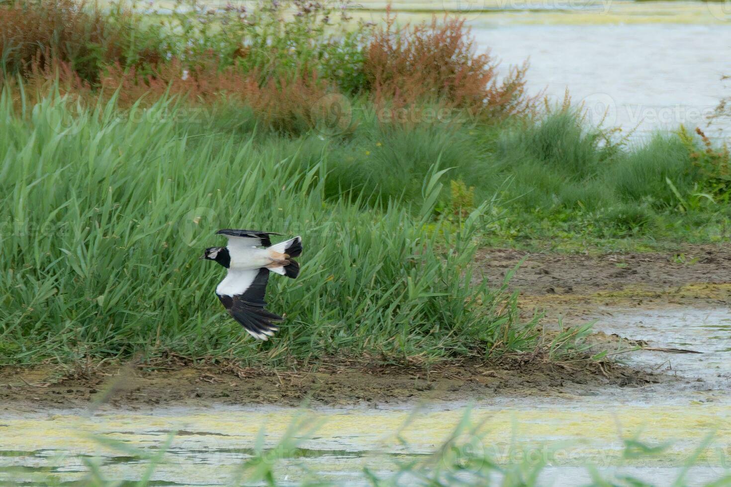 Northern Lapwing flying low in the marshes photo