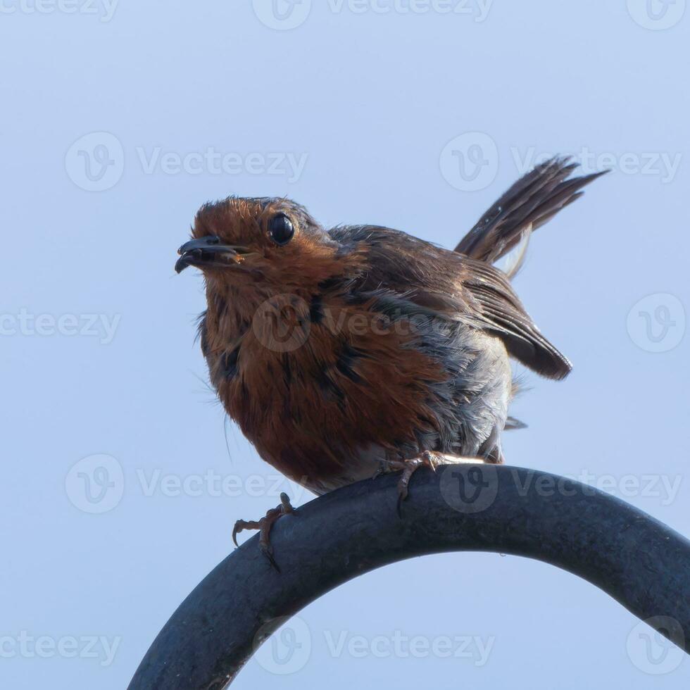 Robin on a perch with a grub in its beak photo