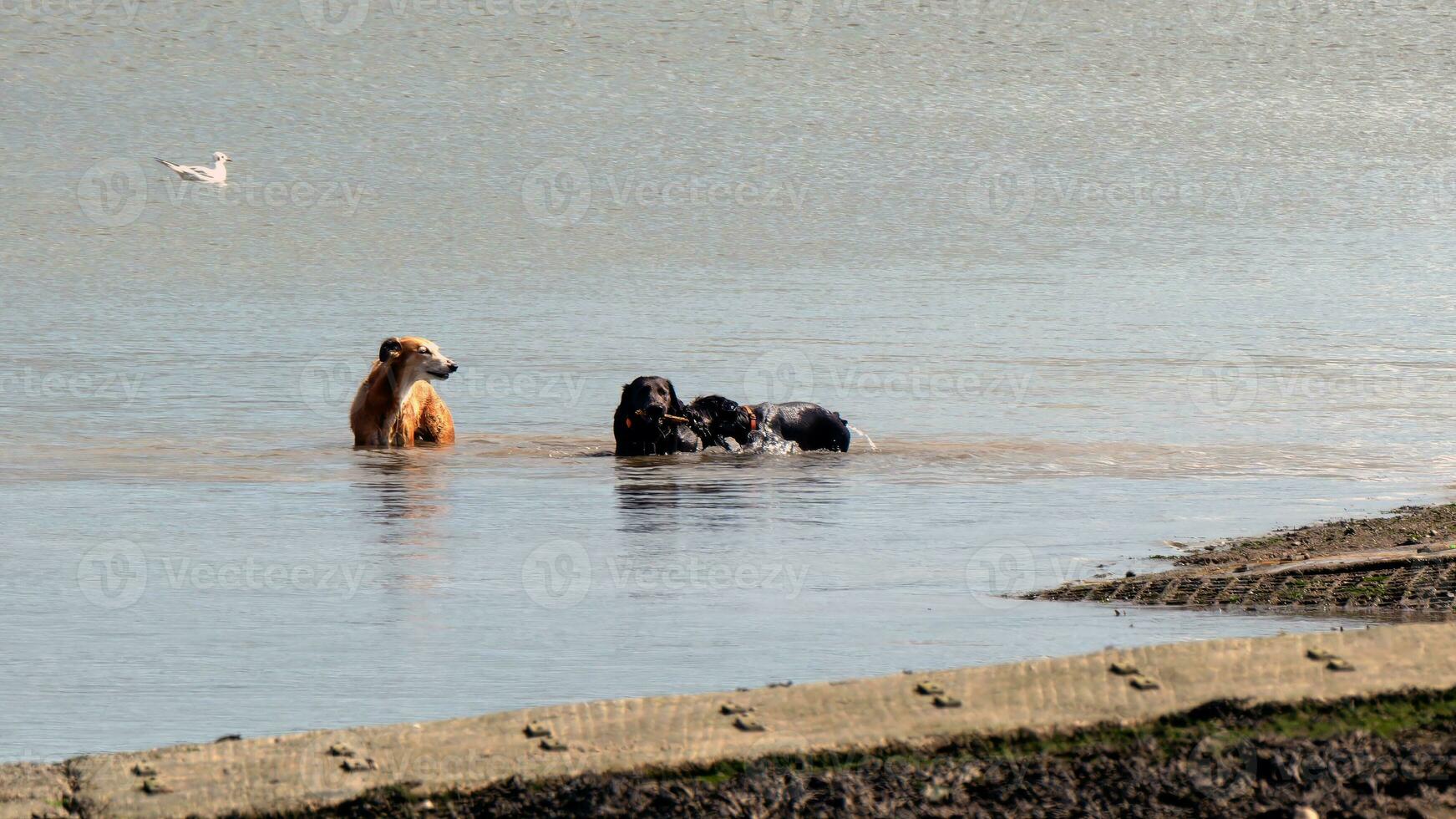 Three Pet dogs playing in the river photo