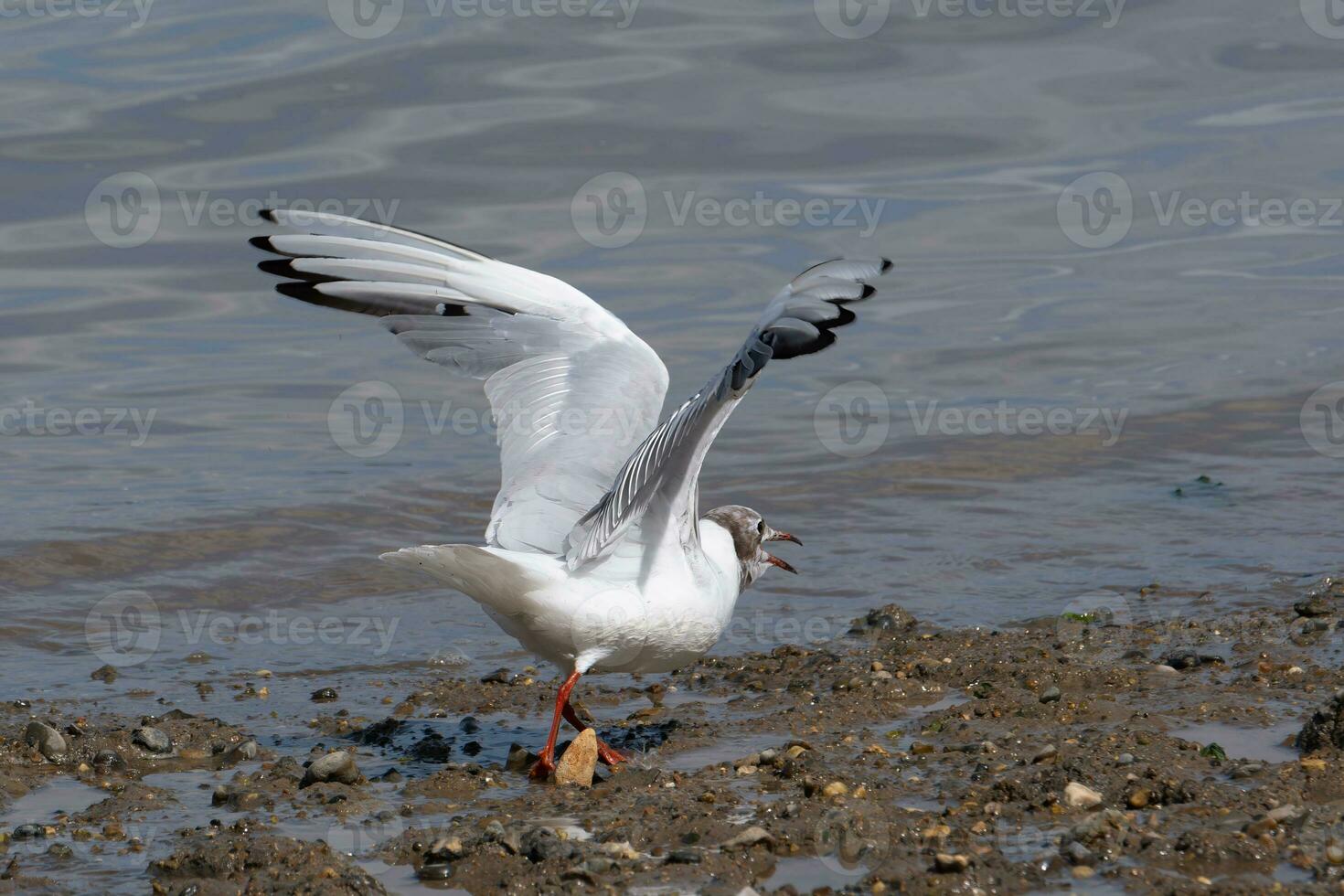 Black headed Gull with wings raised photo