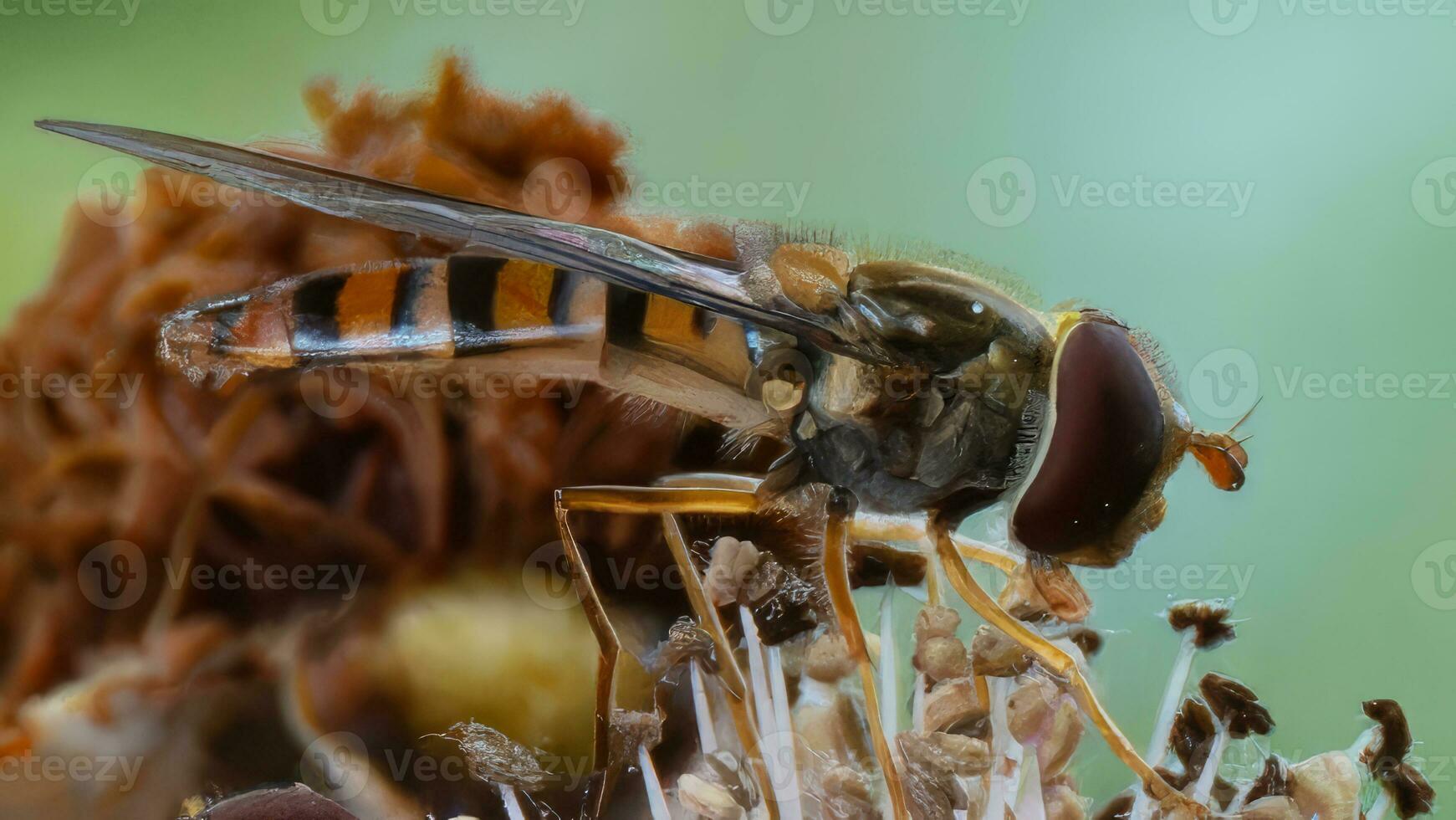 Hoverfly feeding on wildflower nectar close up photo