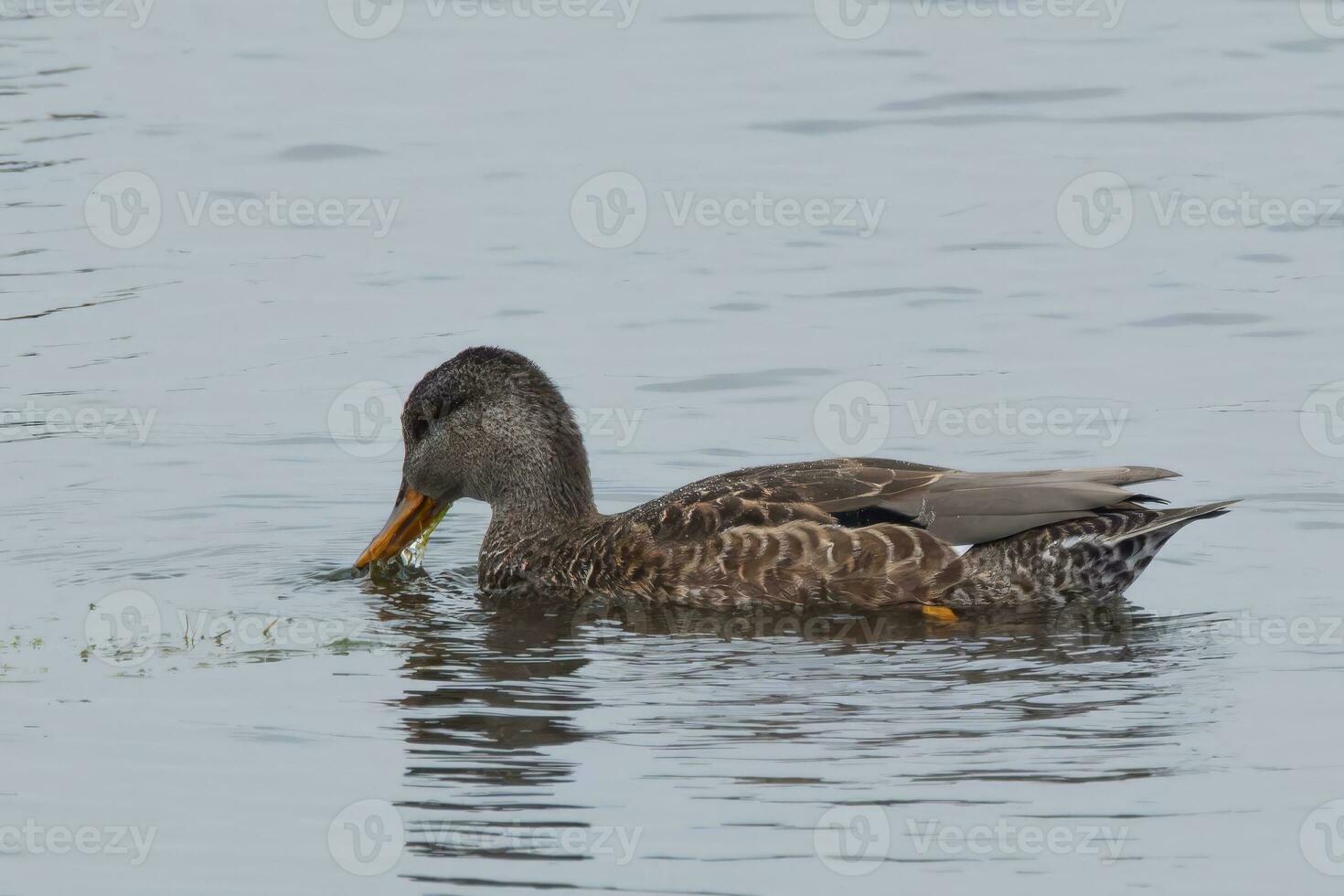 Female Mallard eating pond weed photo